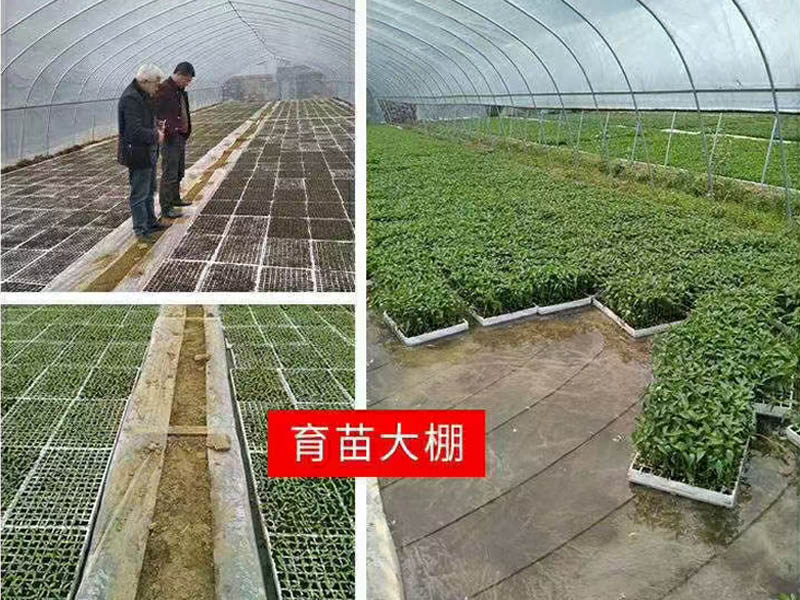 蔬菜溫室大棚建設類型不同造價也不同　億誠農業(yè)科技為您時時報價