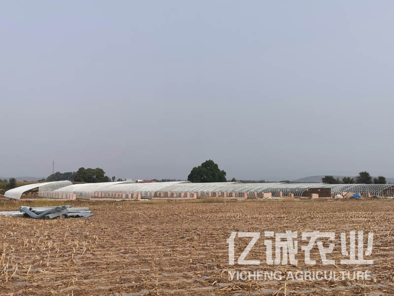 智能日光溫室大棚室內(nèi)可利用空間大，造價(jià)低，使用方便，通風(fēng)效果好