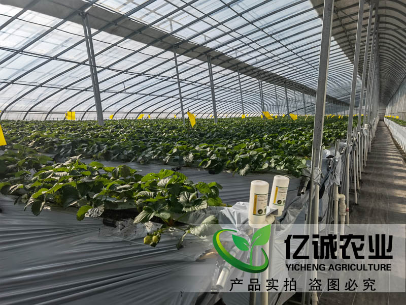 智能溫室大棚承建哪家好？如何種植和管理才能提高，大棚的經(jīng)濟效益呢？