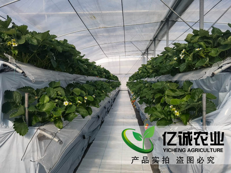 萬(wàn)物的生長(zhǎng)需要陽(yáng)光和溫度的支持 一畝溫室大棚的成本是多少？