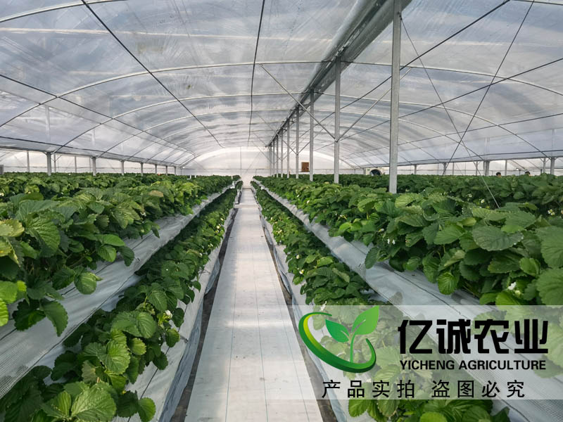 遮陽(yáng)系統(tǒng)在玻璃溫室草莓種植中有哪些優(yōu)勢(shì)？